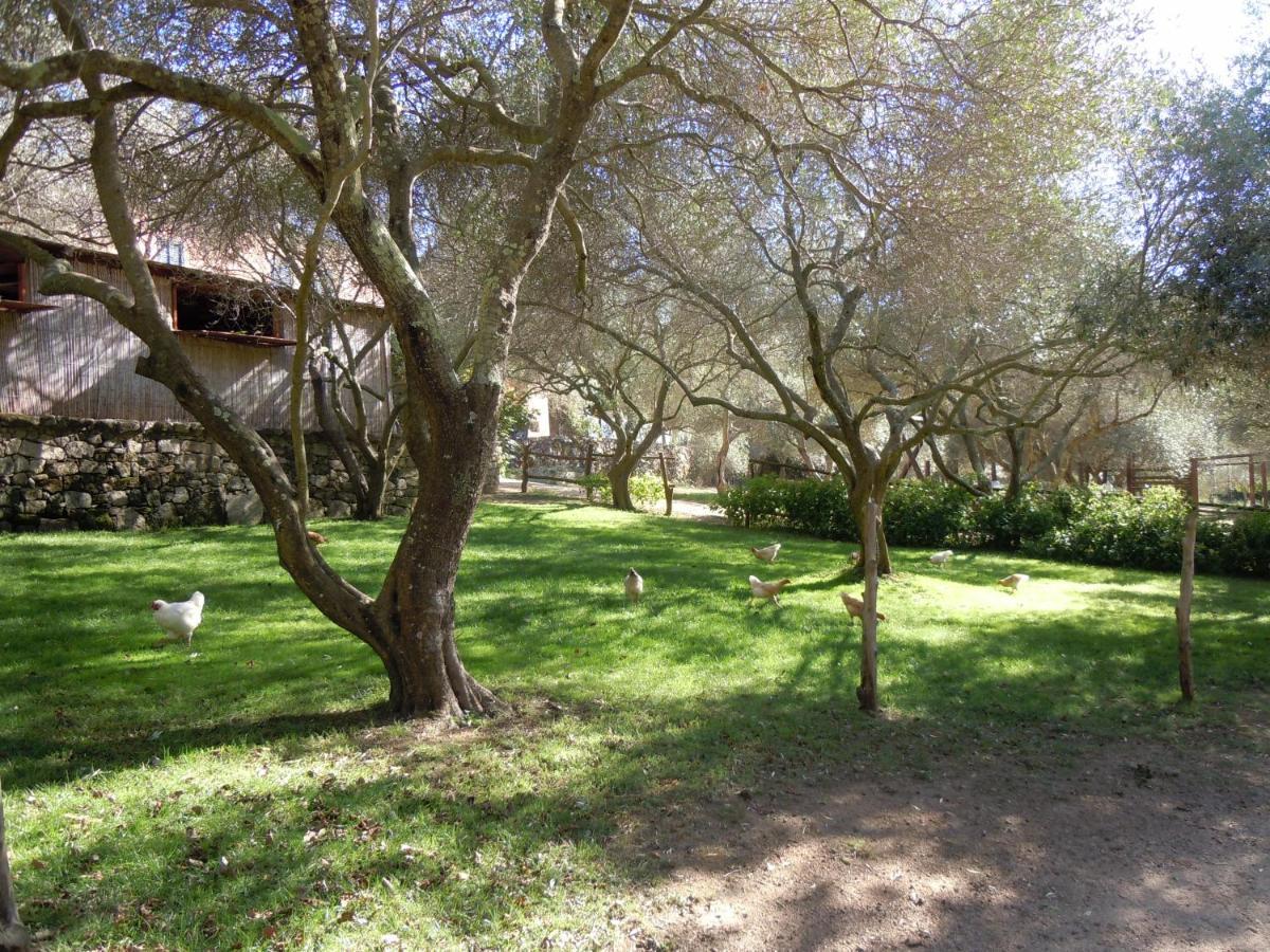 Agriturismo Lu Branu Arzachena Exteriör bild